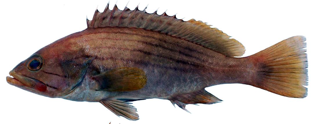 Epinephelus costae _09